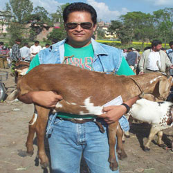 Bal Joshi and his goat