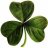 shamrock - irish clover