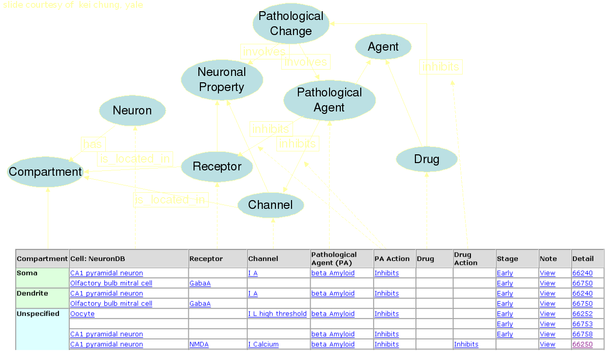 SenseLab Database headings and representation graph