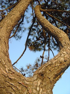 a curved pine tree