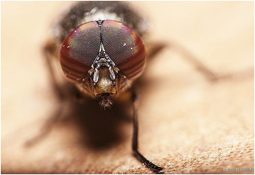Close up of a fly's eyes