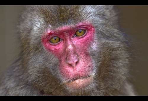 Close up of a Takasaki Monkey's eyes