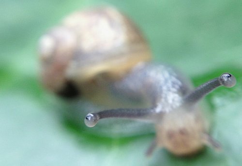 Close up of a snail's eyes
