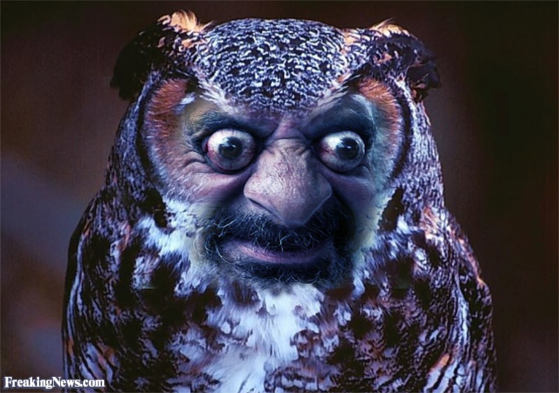 A picture of an OWL except that it is morphed into a cross-looking human face with the end redult that the OWL looks ugly