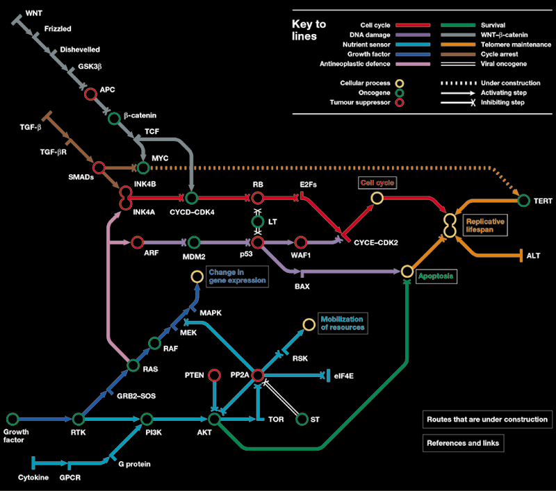 A metro map of different types of bio pathway