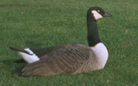 Photo of a goose