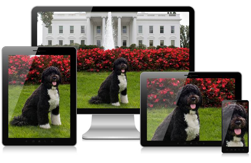 four devices showing art directed crops of a dog