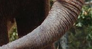 Picture of the elephant's trunk