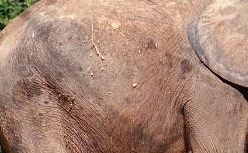 Picture of the side of an elephant