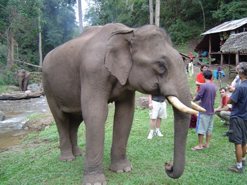 The Elephant Ganesh