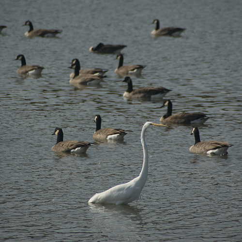 Egret among ducks
