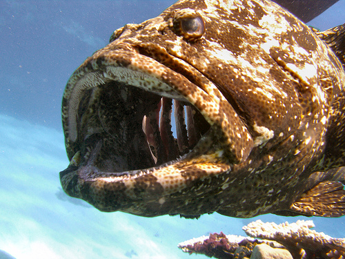 Scary fish (Potato grouper)