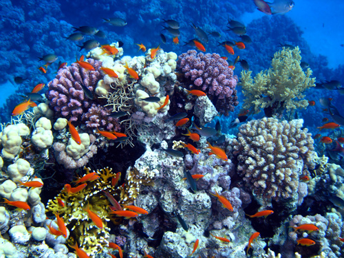 Coral reef with diversity of marine life