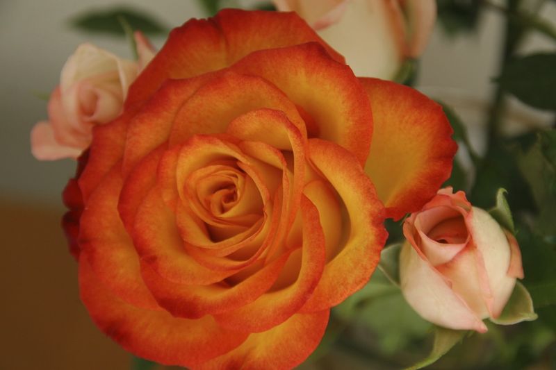 File:Rose photo.jpg