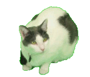 cat as PNG8