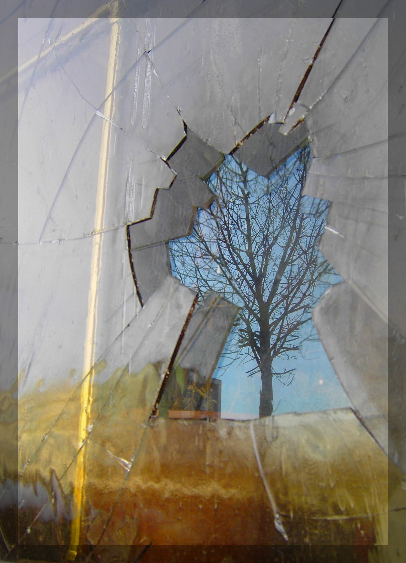 A tree seen through a broken window