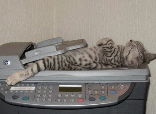 copy cat