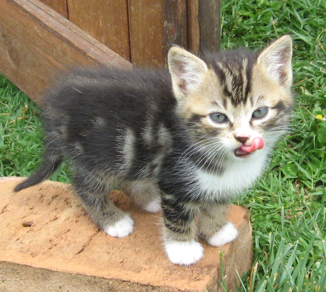 kitten