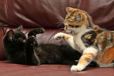 kittens at play