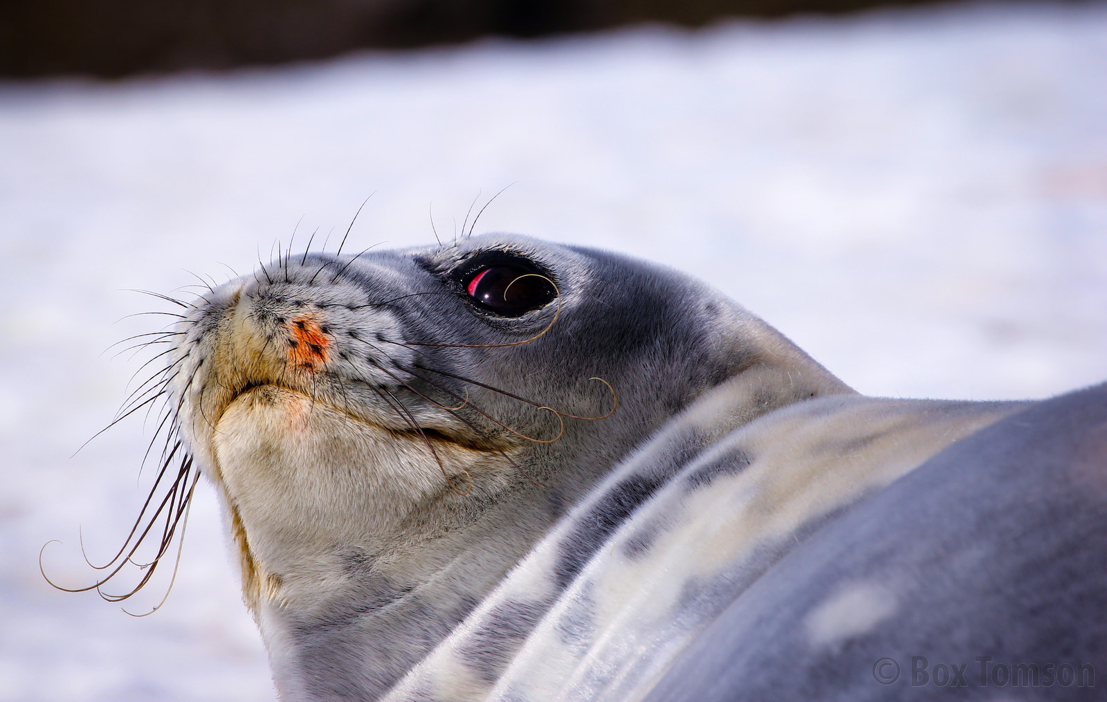 A seal turned to look at the camera, with very prominent whiskers (sensors)