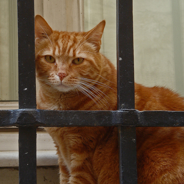 Tom Cat