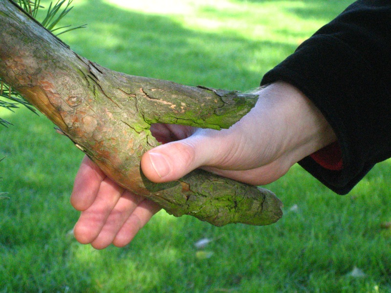A hand appears to be shaking that of a tree.