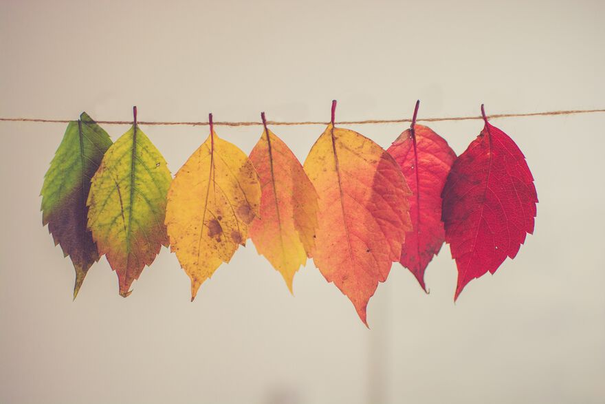 [illustration: photo of seven autumn leaves hanging from a washing line]