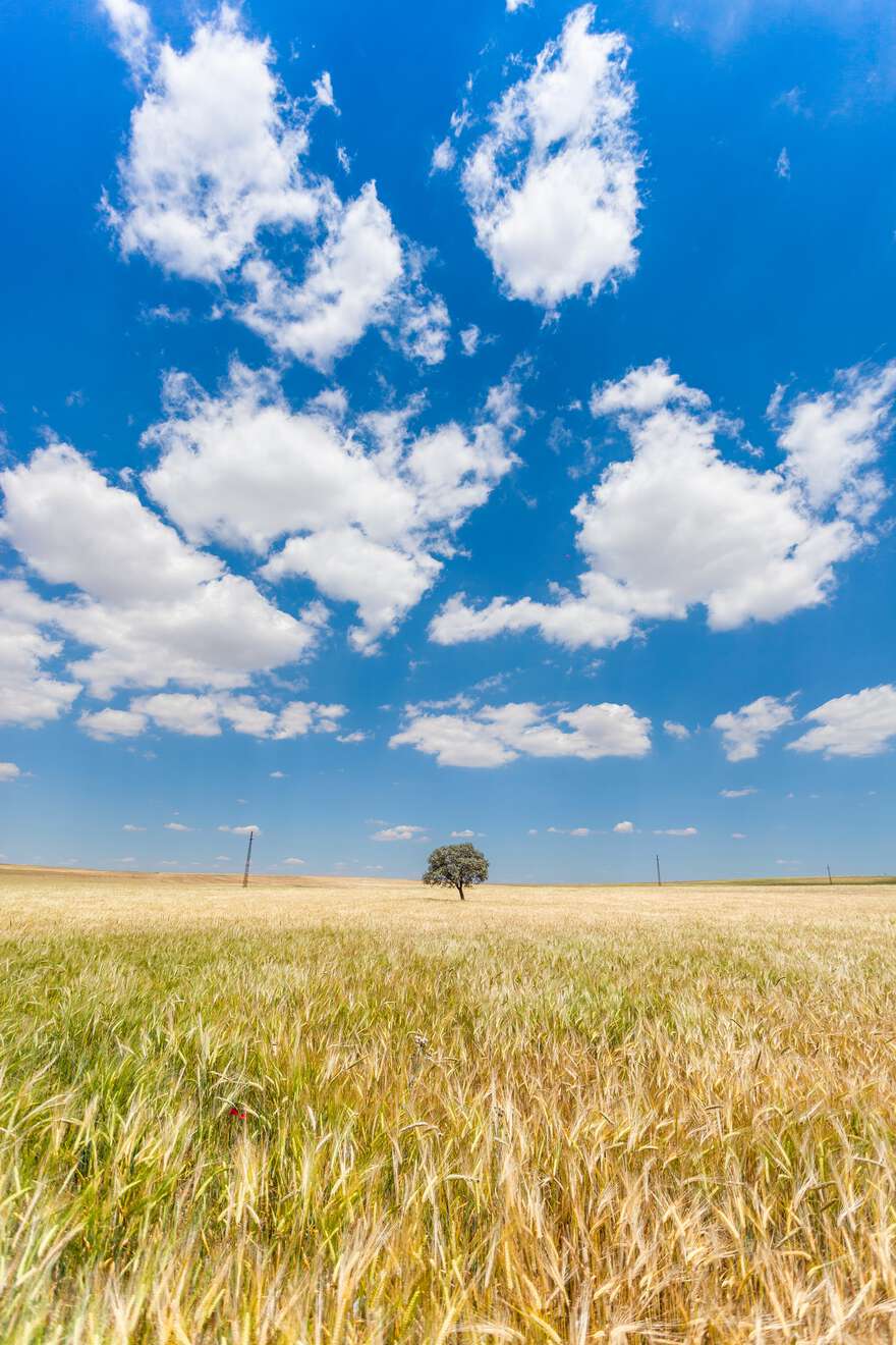 [illustration: sparse clouds above a field with a single tree]
