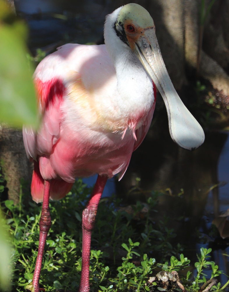 Picture of a rose colored bird that at a distance, might be mistaken for a flamingo - a roseate spoonbill