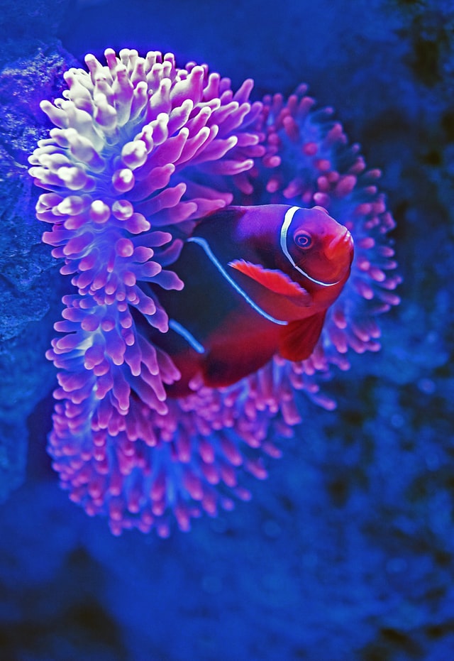 Clown fish in anemone, illustrating symbiosis