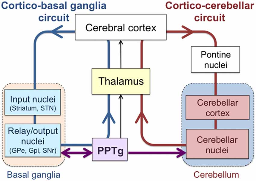 cortical circuits