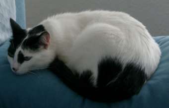 Image of a white cat with black spots.