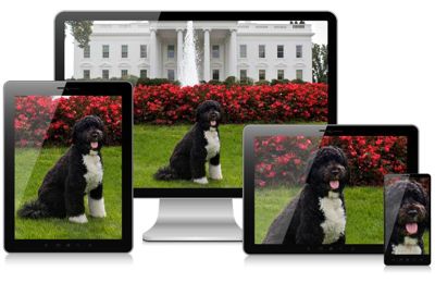 four devices showing art directed crops of a dog.
