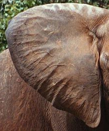 Picture of the elephants' ear