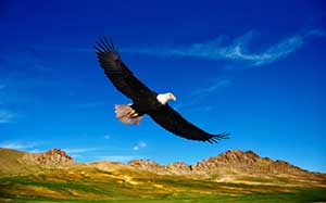 eagle soaring high in sky