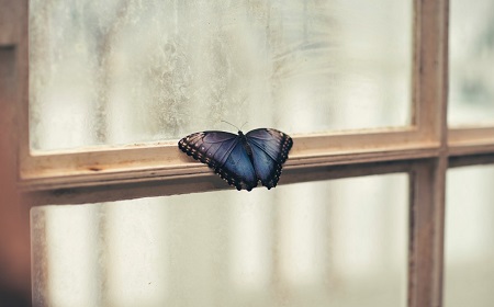 butterfly on window pane looking outside