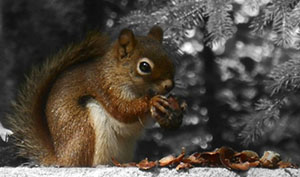 squirrel with collection of nuts