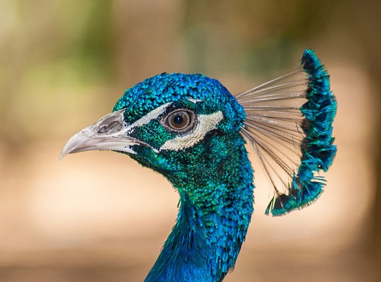 Male peacock head