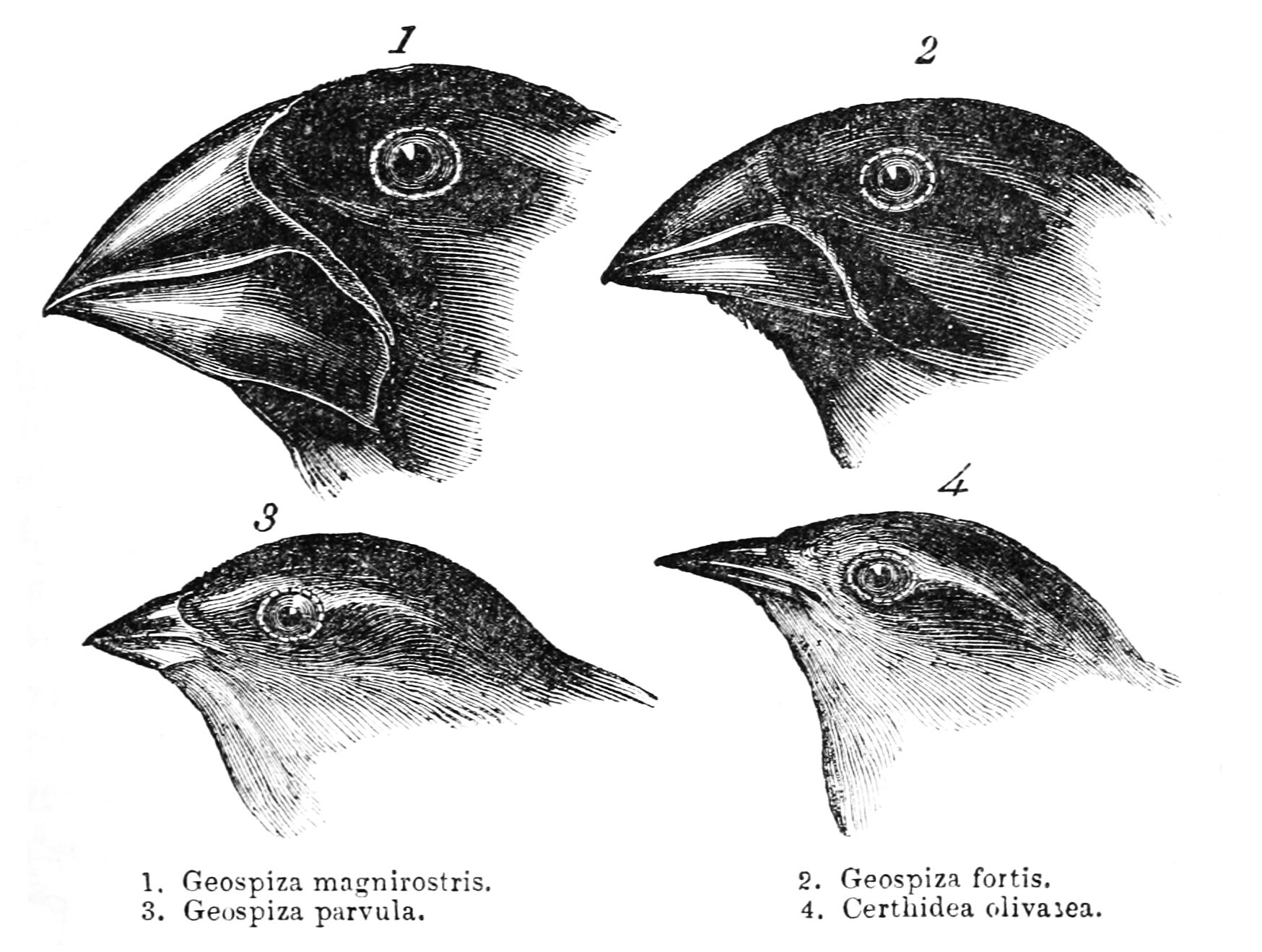 Drawing of four species of Galapagos Finches, showing the different beak shapes