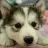 Yeer Fan's avatar